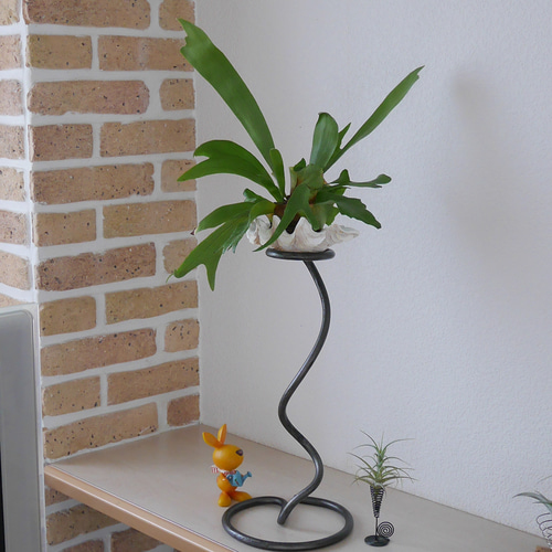 大株　ビカクシダ　流木付き　ワイヤーフック付き 大株 ビカクシダ 流木付き ワイヤーフック付き 卸売り