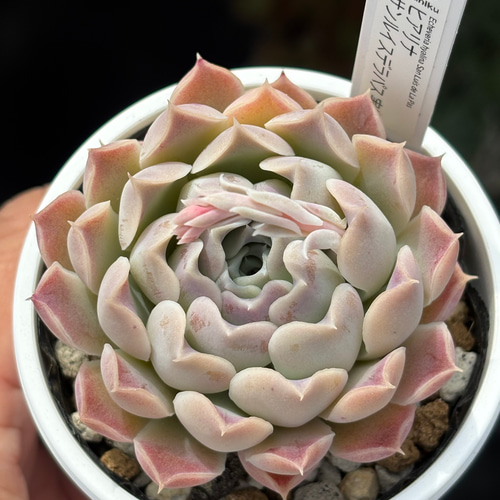 多肉植物 ローズオブビトレイアル 韓国苗 多肉植物 pariʚ