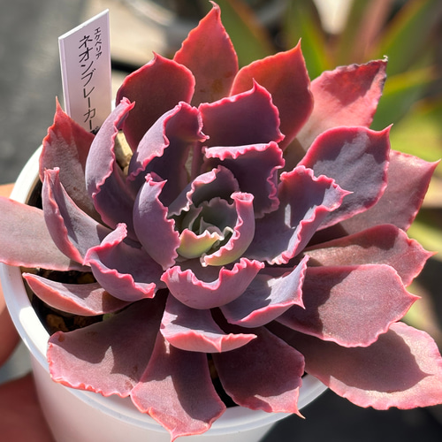 人気品種!☆ネオンブレーカーズ 多肉植物 自家栽培 国産 多肉 人気品種!☆ネオンブレーカーズ 多肉植物 自家栽培 国産 多肉