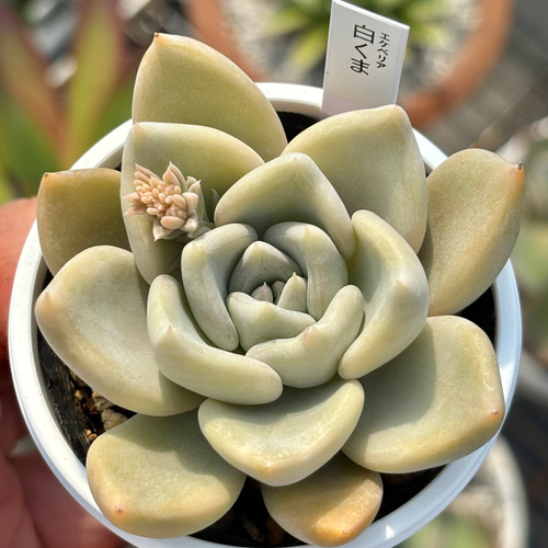 人気レア品種！☆白くま 多肉植物 自家繁殖 国産 多肉植物 美