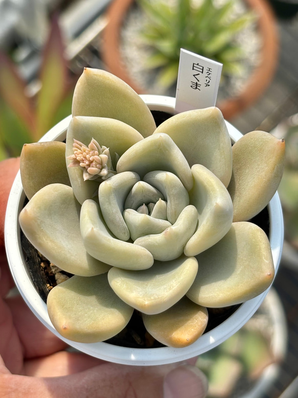 人気レア品種！☆白くま 多肉植物 自家繁殖 国産 多肉植物 美