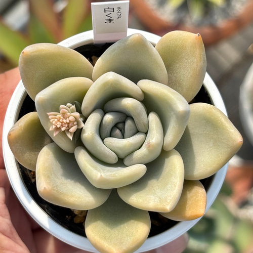 人気レア品種！☆白くま 多肉植物 自家繁殖 国産 多肉植物 美