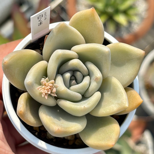 人気レア品種！☆白くま 多肉植物 自家繁殖 国産 多肉植物 美