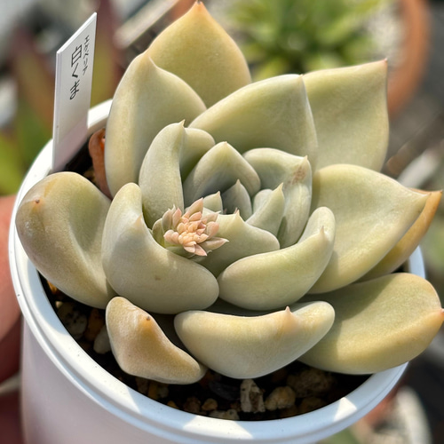 人気レア品種！☆白くま 多肉植物 自家繁殖 国産 多肉植物 美