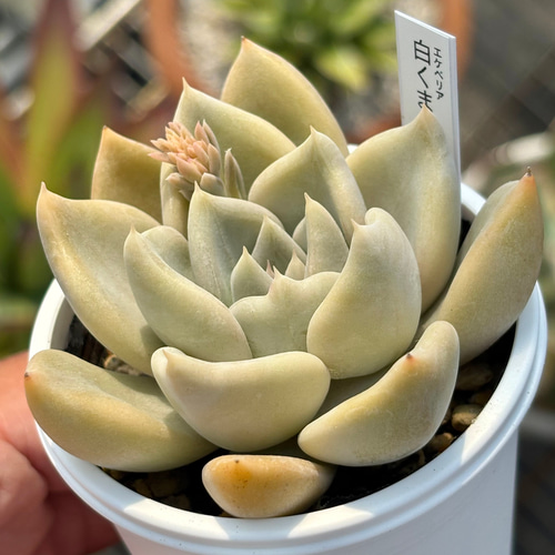 人気レア品種！☆白くま 多肉植物 自家繁殖 国産 多肉植物 美