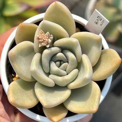 人気レア品種！☆白くま 多肉植物 自家繁殖 国産 多肉植物 美