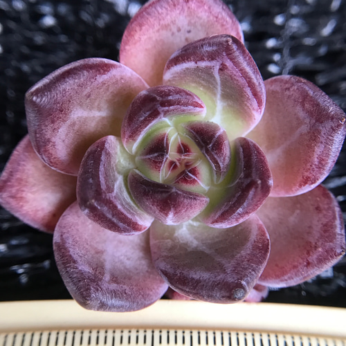 多肉植物 コノフィツム ブルゲリSH409 大玉 1.5cm以上 抜き苗 1 多肉植物 コノフィツム ブルゲリSH409 大玉 1.5cm以上 抜き苗 1