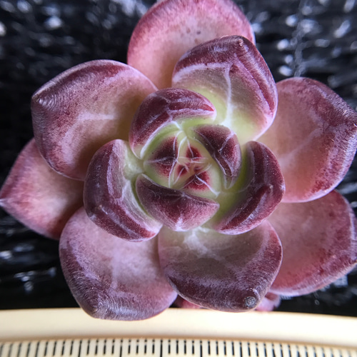 紫水晶 パープルクリスタル エケベリア 多肉植物 抜き苗 楽天市場】【当店農場生産】◎多肉植物 エケベリア パープルクリスタル