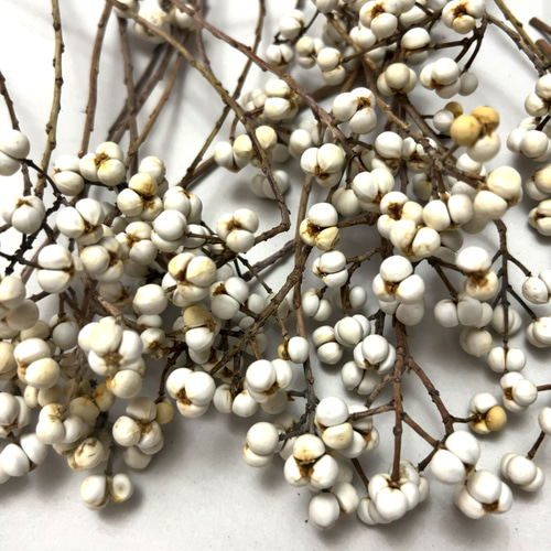 ナンキンハゼの実 5・6粒のセット 30本 ドライフラワー Satsuki 通販