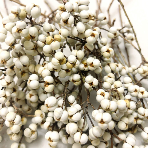 ナンキンハゼの実 5・6粒のセット 30本 ドライフラワー Satsuki 通販