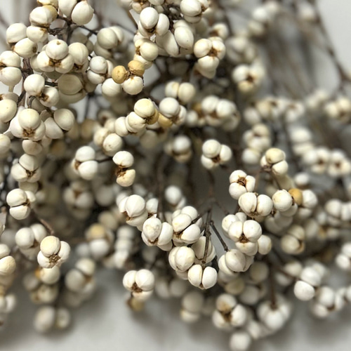 ナンキンハゼの実 5・6粒のセット 30本 ドライフラワー Satsuki 通販