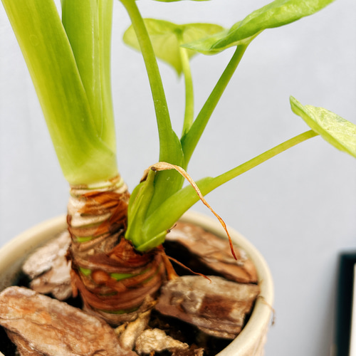 茎太！斑入りクワズイモ ！美品！約60cm 鉢付き2年生 茎太！斑入りクワズイモ ！美品！約60cm 鉢付き2年生 クワズイモ