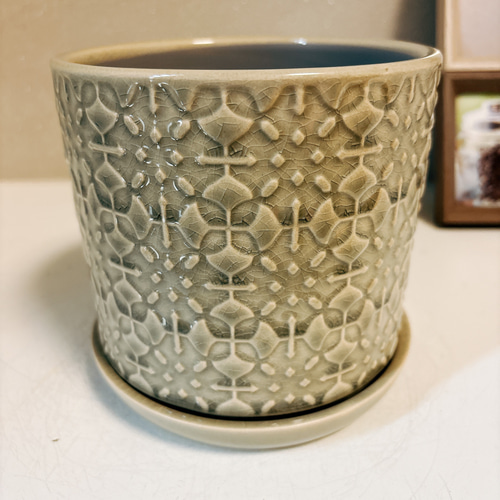 現品］【希少】シマ クワズイモ 斑入り 観葉植物 レア 室内 綺麗