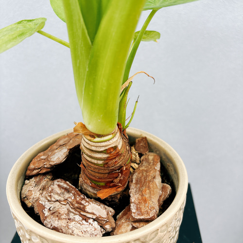シマクワズイモ　斑入り【現品】☆希少☆ 観葉植物 現品］【希少】1番 シマ クワズイモ 斑入り 5号 観葉植物 レア