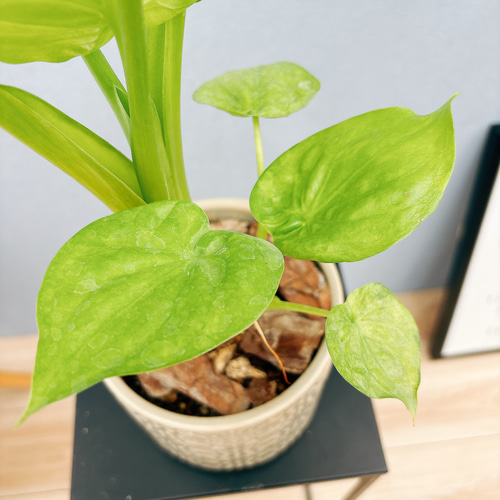 現品］【希少】シマ クワズイモ 斑入り 観葉植物 レア 室内 綺麗