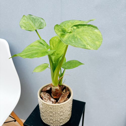 現品］【希少】シマ クワズイモ 斑入り 観葉植物 レア 室内 綺麗