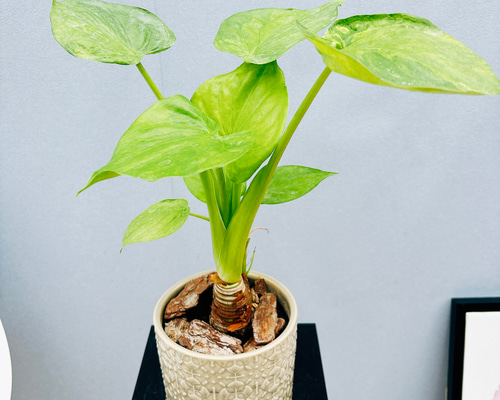 8da72d51a971996a5e5343f0ecf171