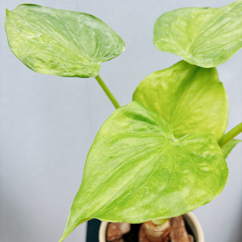 現品］【希少】シマ クワズイモ 斑入り 観葉植物 レア 室内 綺麗