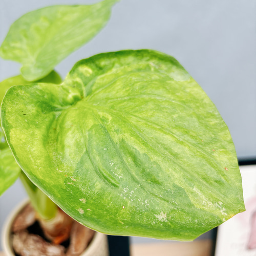 現品］【希少】シマ クワズイモ 斑入り 観葉植物 レア 室内 綺麗