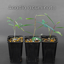 Acacia Confusa 種子 25粒+ Acacia confusa seeds
