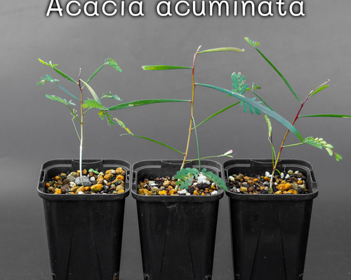 fbda7db90ea248dda213ea27f44bb0