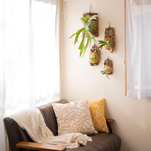 お家を素敵な雰囲気に変えるお洒落な観葉植物 ビカクシダ コウモリラン