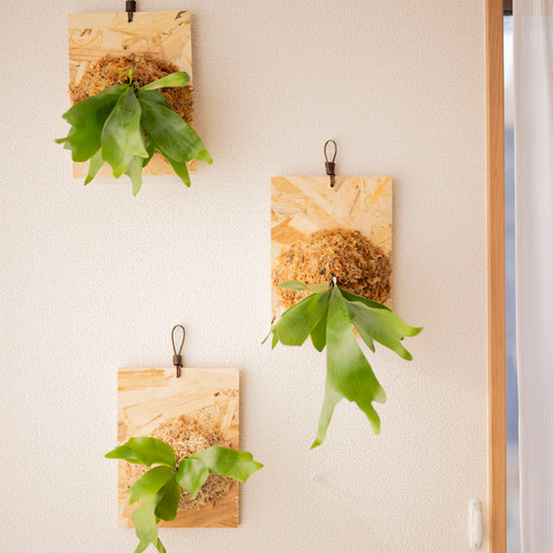 お家を素敵な雰囲気に変えるお洒落な観葉植物 ビカクシダ コウモリラン