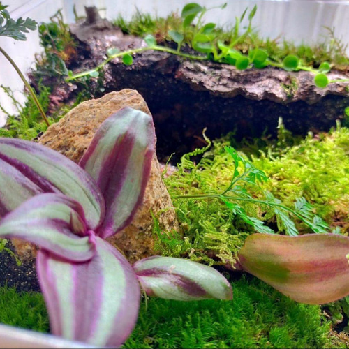 隠れ家つき自然の中の飼育箱、ケースの中の苔テラリウム ハウス・小屋