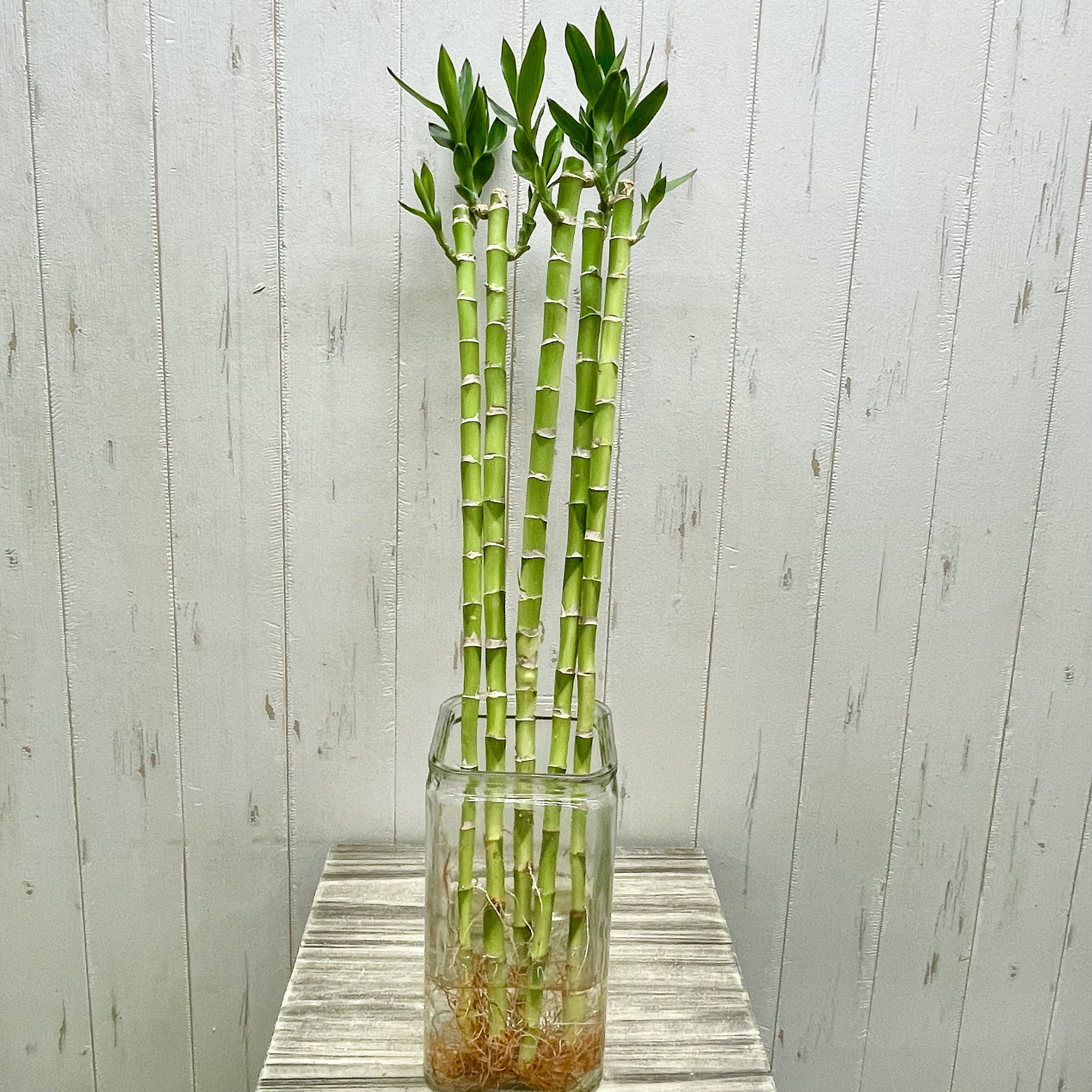 竹】 ヴァガボンド ミリオンフィッシュバンブー 5'0