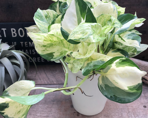 ポトス♡ステータス♡エンジョイの枝変わり品種♡5号♡斑入り♡観葉