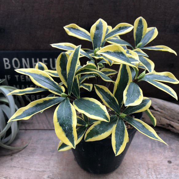 斑入り沈丁花♡４.５号♡前島♡赤花♡香る花♡覆輪♡観葉植物♡ 8枚目の画像