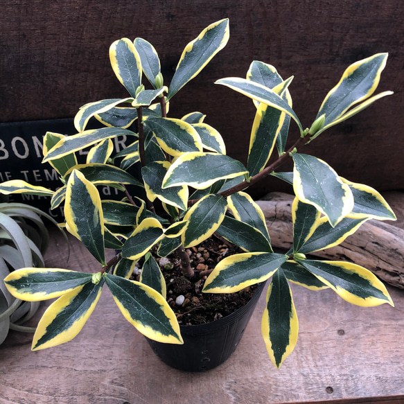 斑入り沈丁花♡４.５号♡前島♡赤花♡香る花♡覆輪♡観葉植物♡ 12枚目の画像