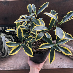斑入り沈丁花♡４.５号♡前島♡赤花♡香る花♡覆輪♡観葉植物♡ 5枚目の画像