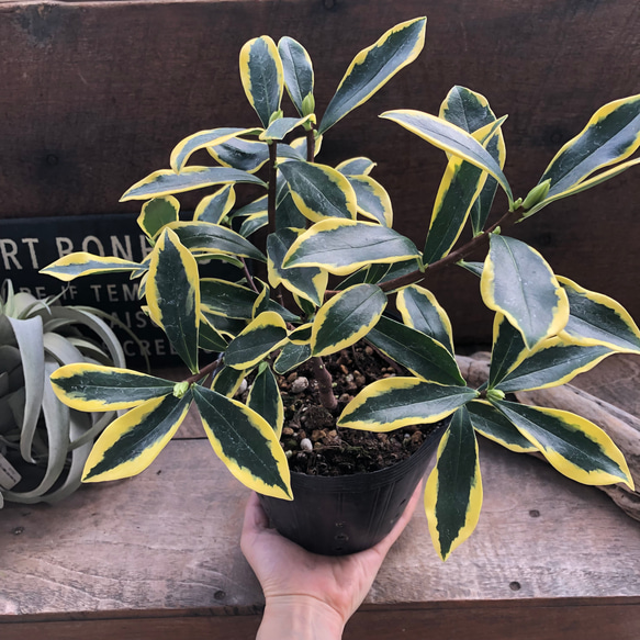 斑入り沈丁花♡４.５号♡前島♡赤花♡香る花♡覆輪♡観葉植物♡ 5枚目の画像