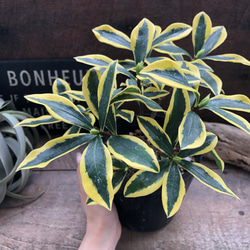 斑入り沈丁花♡４.５号♡前島♡赤花♡香る花♡覆輪♡観葉植物♡ 10枚目の画像