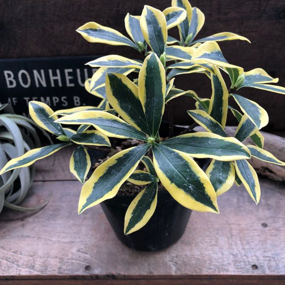 斑入り沈丁花♡４.５号♡前島♡赤花♡香る花♡覆輪♡観葉植物♡ 6枚目の画像