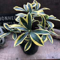 斑入り沈丁花♡４.５号♡前島♡赤花♡香る花♡覆輪♡観葉植物♡ 3枚目の画像