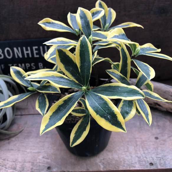 斑入り沈丁花♡４.５号♡前島♡赤花♡香る花♡覆輪♡観葉植物♡ 3枚目の画像