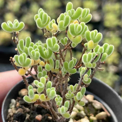 多肉植物 エケベリア パウダーシャネルアイスクリーム 抜き苗