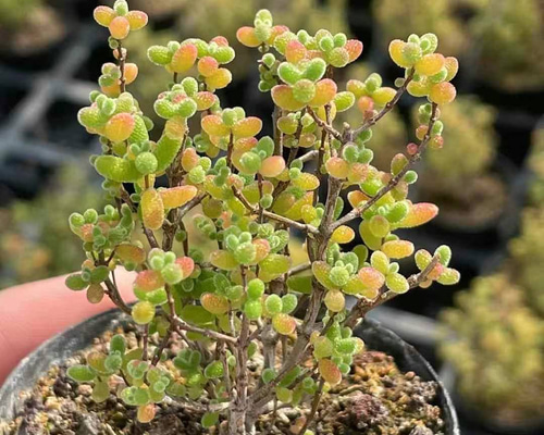 多肉植物 ドロサンテマム キラキラ 蜜橘 抜き苗 1株 多肉植物 愛