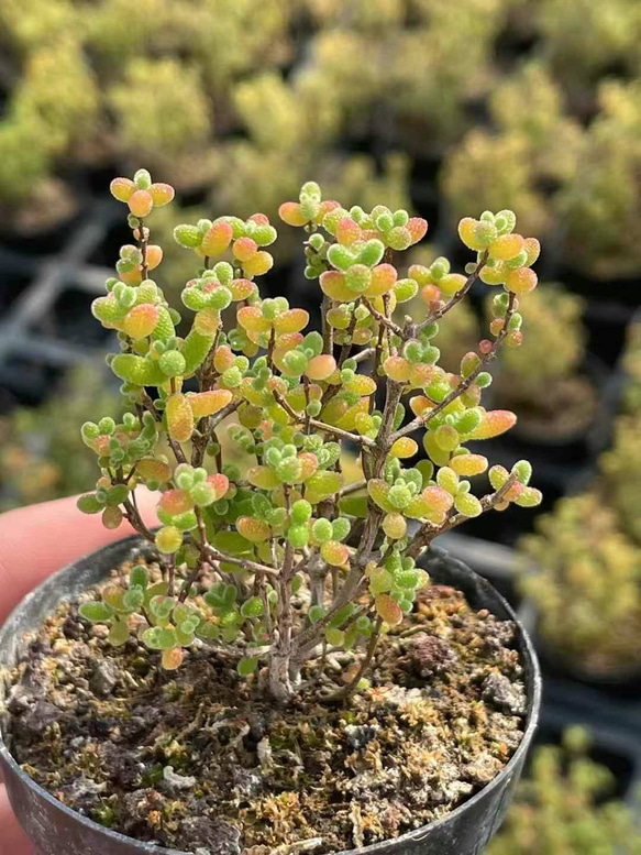 多肉植物 ドロサンテマム キラキラ 蜜橘 抜き苗 1株 多肉植物 愛多肉