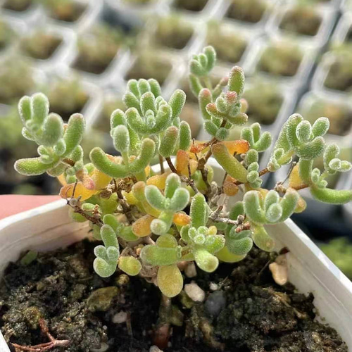 多肉植物 ドロサンテマム Ice crystal キラキラ 小苗 抜き苗 1株