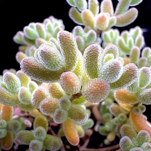 多肉植物 ドロサンテマム Ice crystal キラキラ 小苗 抜き苗 1株