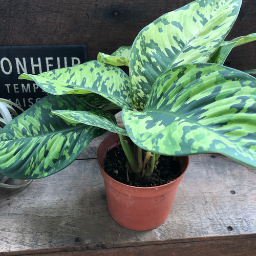 ホマロメナ カモフラージュ♡迷彩柄の観葉植物♡大人気 人造花 パリ