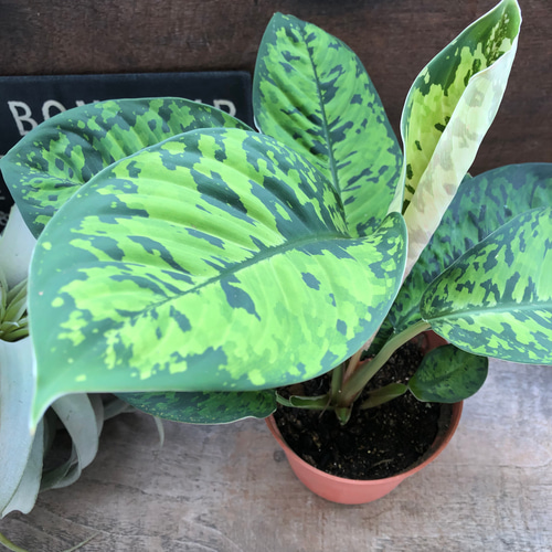 ホマロメナ カモフラージュ♡迷彩柄の観葉植物♡大人気 アートフラワー