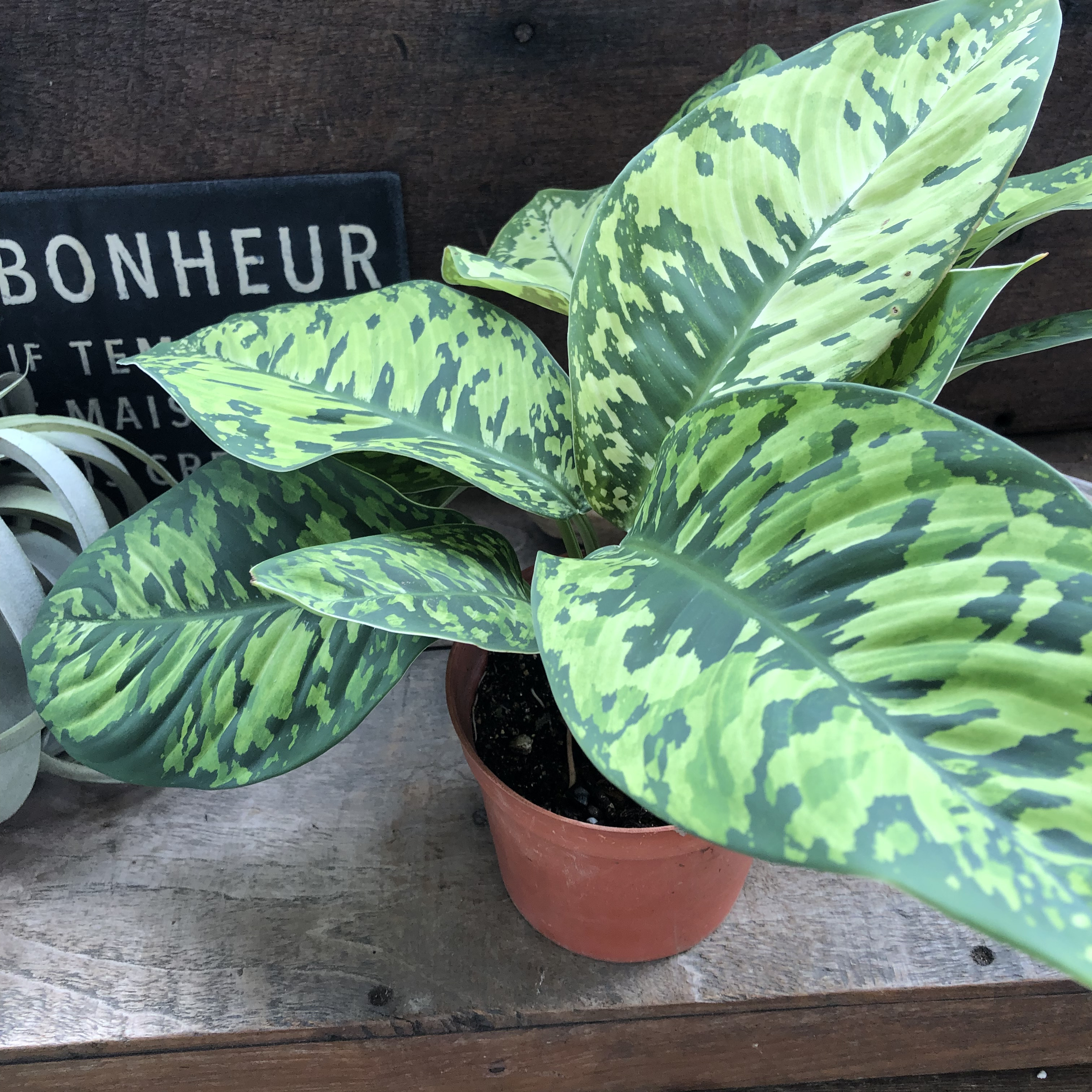 カラーサンドアート/ガジュマル/カモフラージュ/ 迷彩/ヴィンテージ/観葉植物 カラーサンドアート/ガジュマル/カモフラージュ/ 迷彩/ヴィンテージ