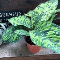 8178b57ab2c683e78c5bccc441d895