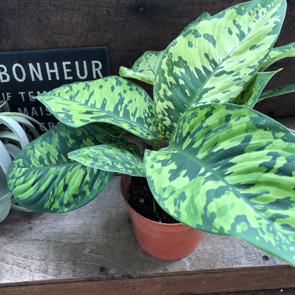 ホマロメナ カモフラージュ♡迷彩柄の観葉植物♡大人気 人造花 パリ