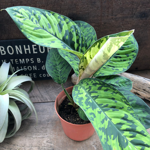 ホマロメナ カモフラージュ♡迷彩柄の観葉植物♡大人気 アートフラワー