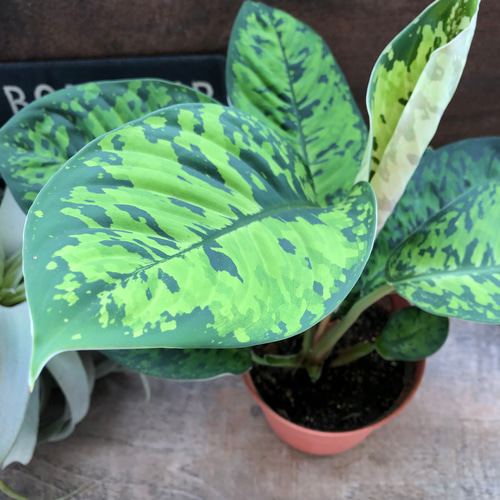 ホマロメナ カモフラージュ♡迷彩柄の観葉植物♡大人気 アートフラワー